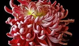 菊花醉视频1一30集,穿越时空的奇幻之旅